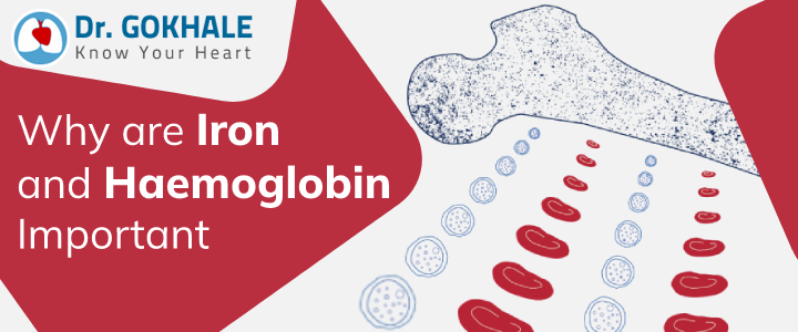 Why are Iron and Haemoglobin Important?